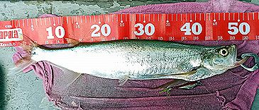 Record photograph for Macrochirichthys macrochirus