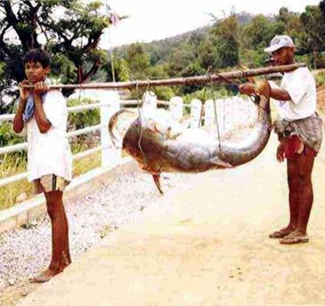 Record photograph for Silonia silondia