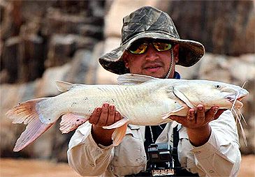 Record photograph for Clarotes laticeps