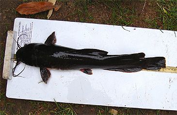Record photograph for Heterobranchus isopterus