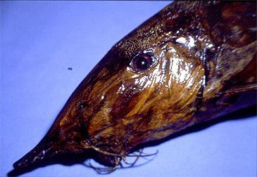 Record photograph for Synodontis xiphias