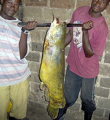 Record photograph for Malapterurus electricus