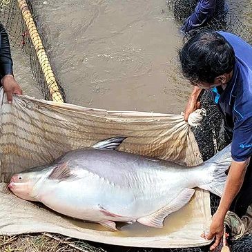 Record photograph for Pangasius bocourti