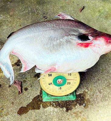 Record photograph for Pangasius larnaudii