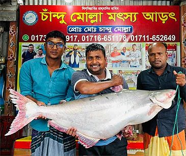 Record photograph for Pangasius pangasius