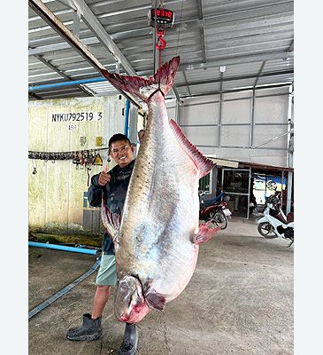 Record photograph for Pangasius sanitwongsei
