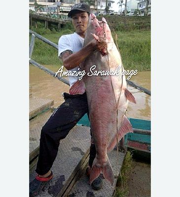Record photograph for Pangasius nasutus