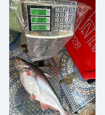 Record photograph for Pangasius conchophilus