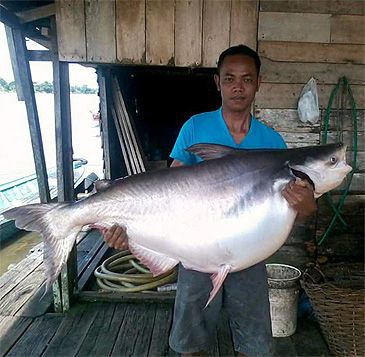 Record photograph for Pangasius mahakamensis