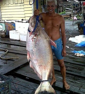Record photograph for Pangasius mahakamensis