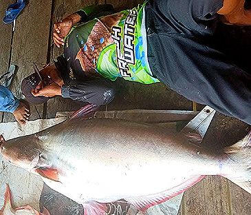 Record photograph for Pangasius kunyit