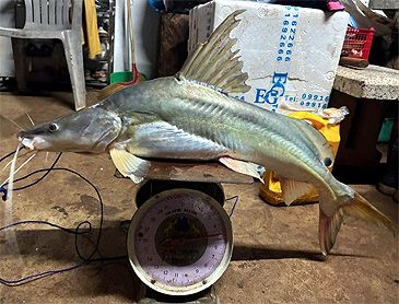 Record photograph for Sperata acicularis